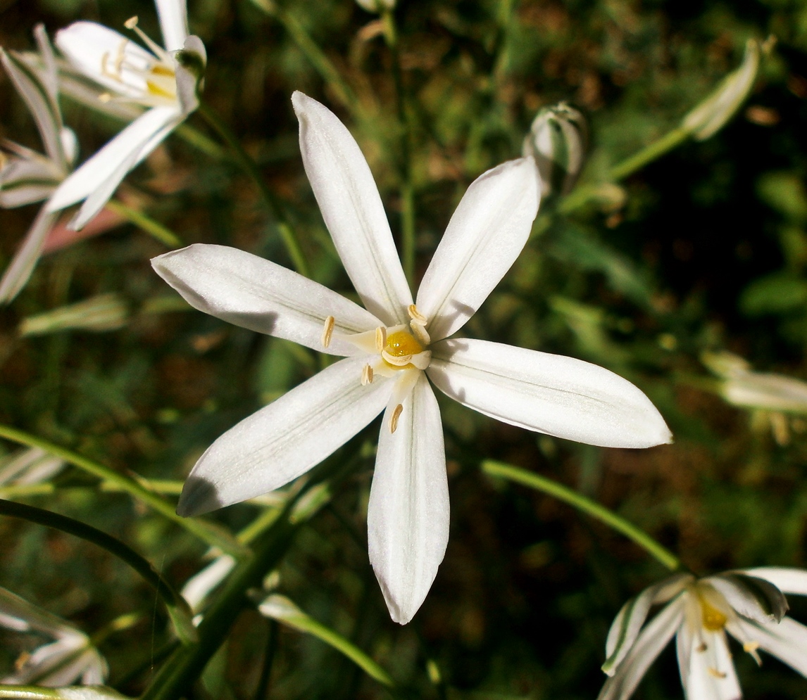 Изображение особи Ornithogalum ponticum.