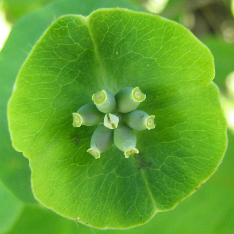 Image of Lonicera caprifolium specimen.
