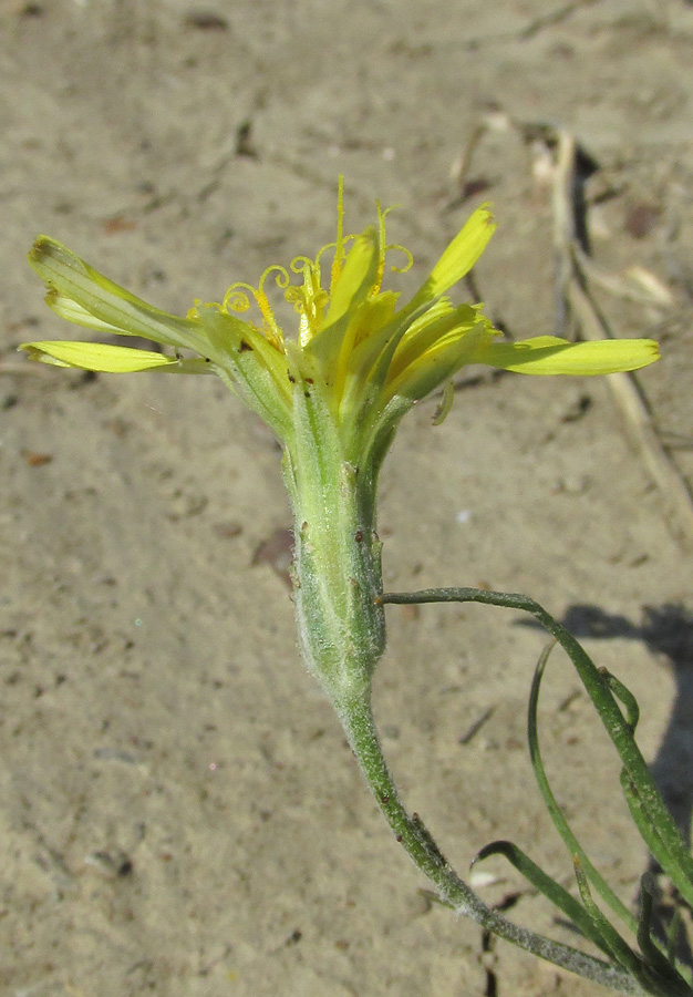 Image of Scorzonera mollis specimen.