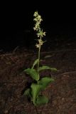 Epipactis helleborine
