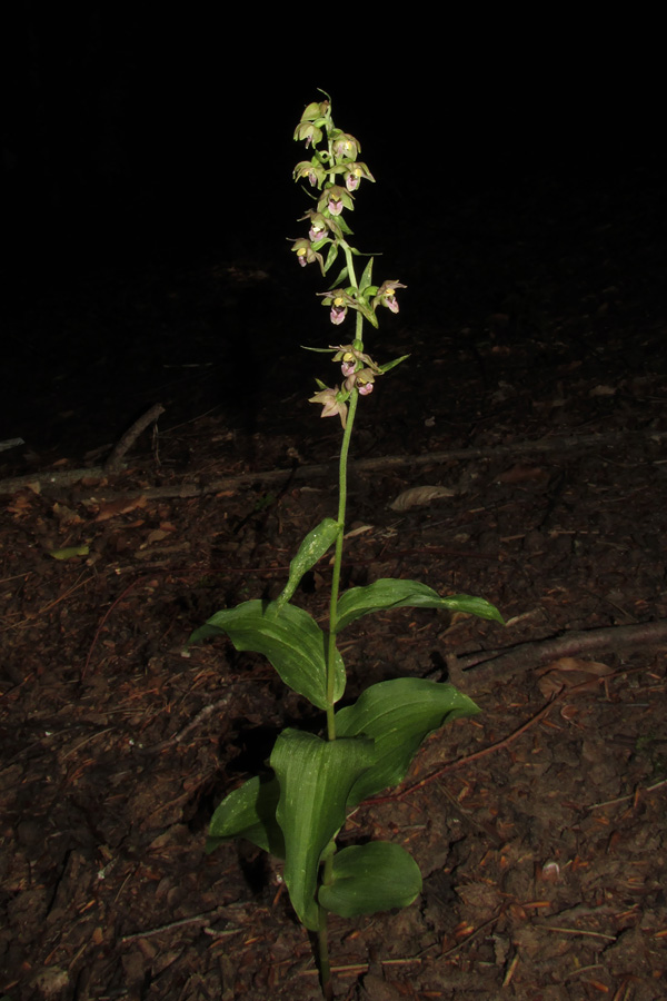 Изображение особи Epipactis helleborine.