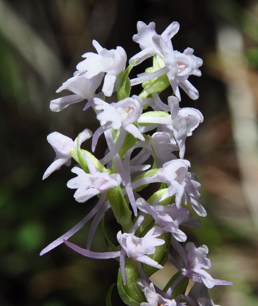 Image of Gymnadenia conopsea specimen.