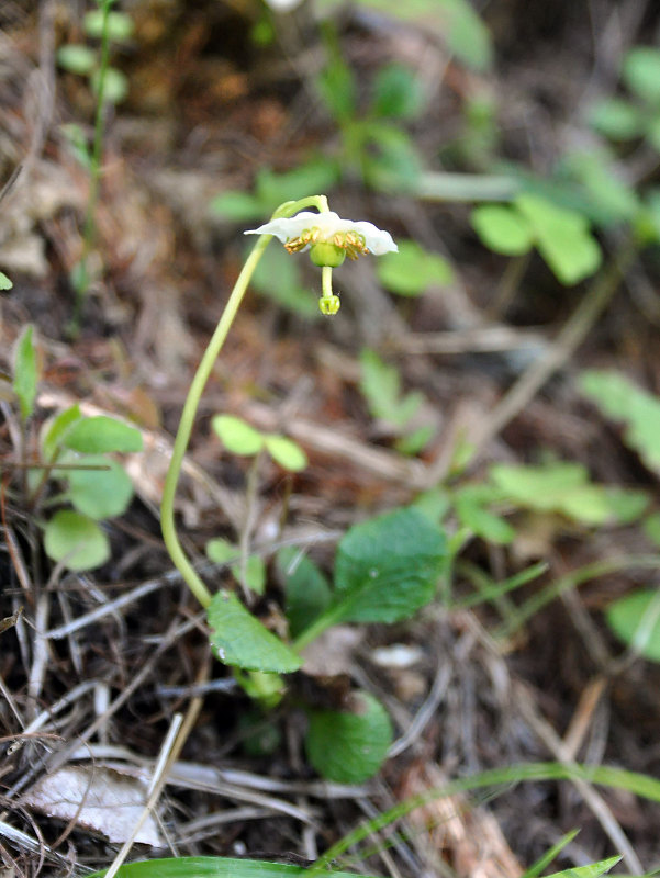 Изображение особи Moneses uniflora.