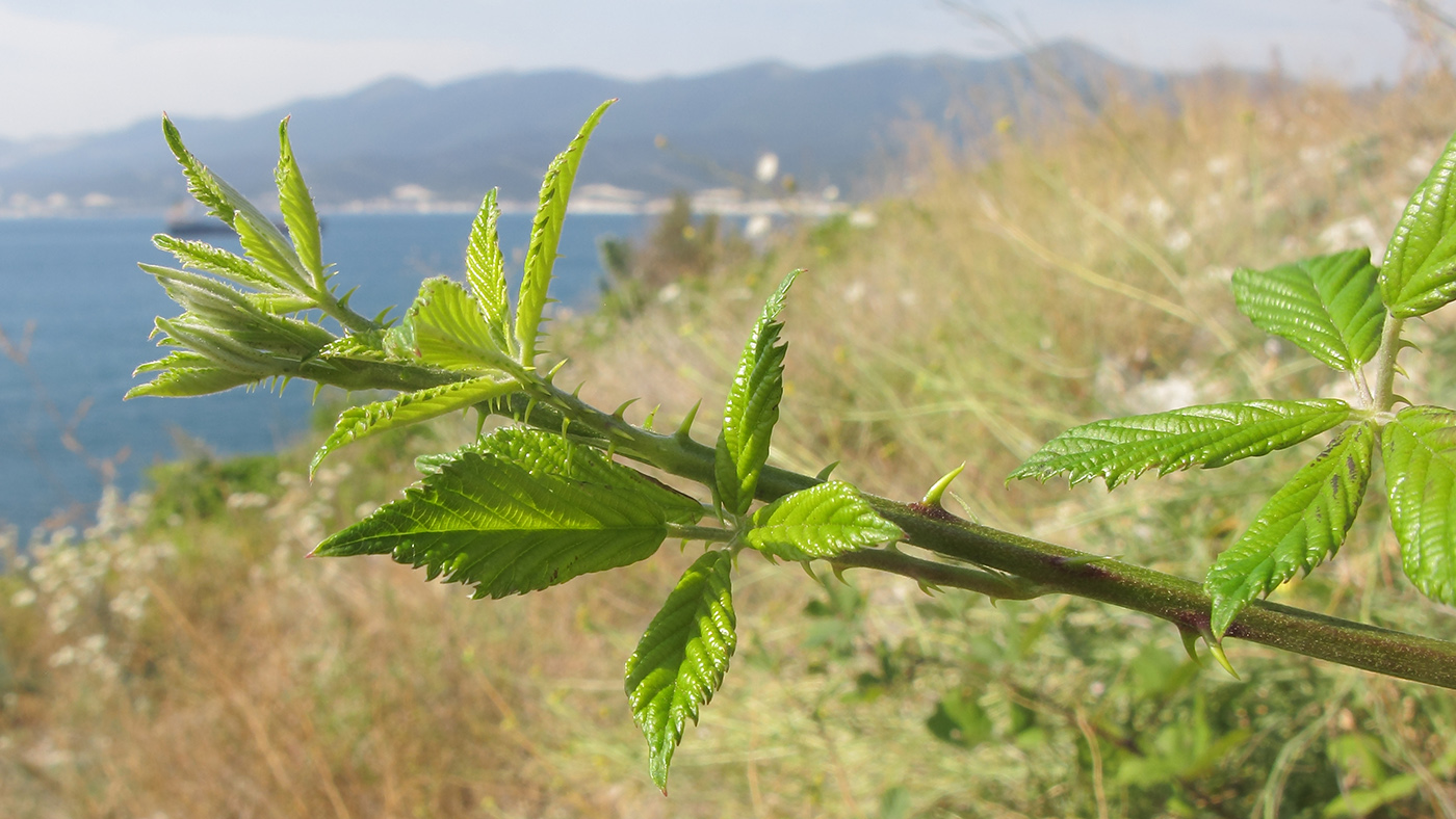 Изображение особи Rubus sanctus.