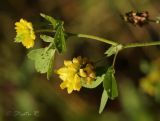 Trifolium campestre. Верхушка цветущего растения. Молдова, Оргеевский р-н, с. Ватич, окраина дубово-грабового леса. 19.06.2014.