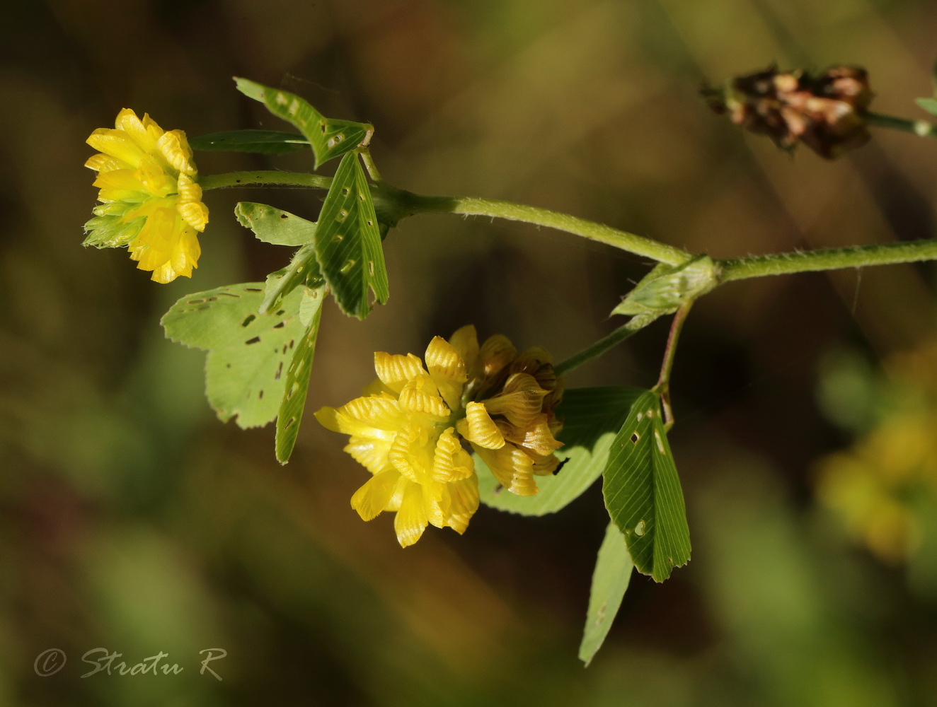 Изображение особи Trifolium campestre.