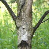 Betula populifolia. Средняя часть ствола и основания скелетных ветвей молодого растения. Германия, г. Дюссельдорф, Ботанический сад университета. 03.07.2014.
