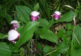 Cypripedium guttatum