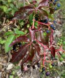 Parthenocissus quinquefolia. Верхушка побега с соплодиями. Германия, г. Дюссельдорф, Ботанический сад университета. 05.09.2014.