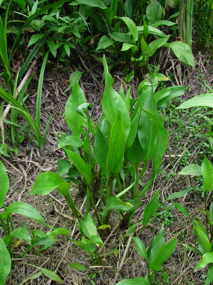 Изображение особи Alisma × rhicnocarpum.
