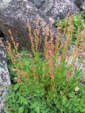 Rumex acetosa. Плодоносящее растение на супралиторали. Кольский п-ов, Восточный Мурман, пос. Дальние Зеленцы. 31.07.2009.