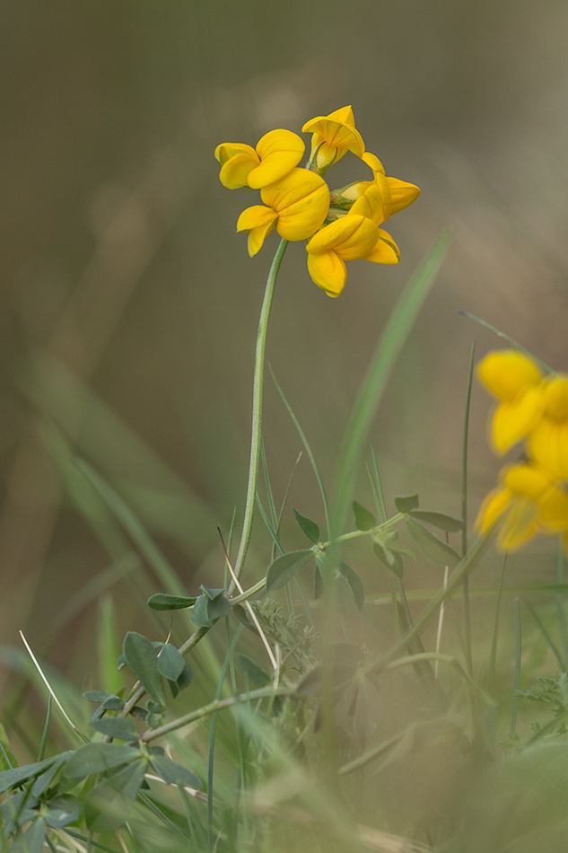 Image of genus Lotus specimen.