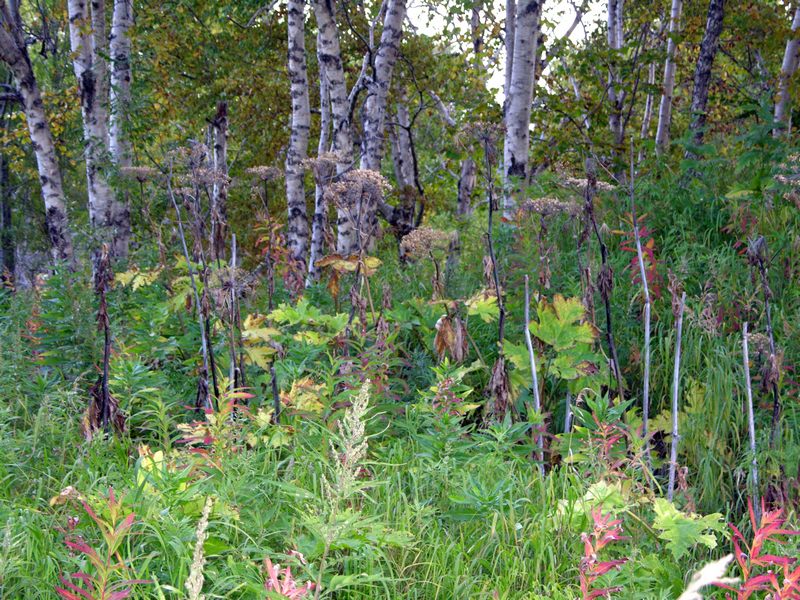 Image of Heracleum lanatum specimen.