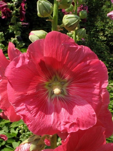 Image of Alcea rosea specimen.