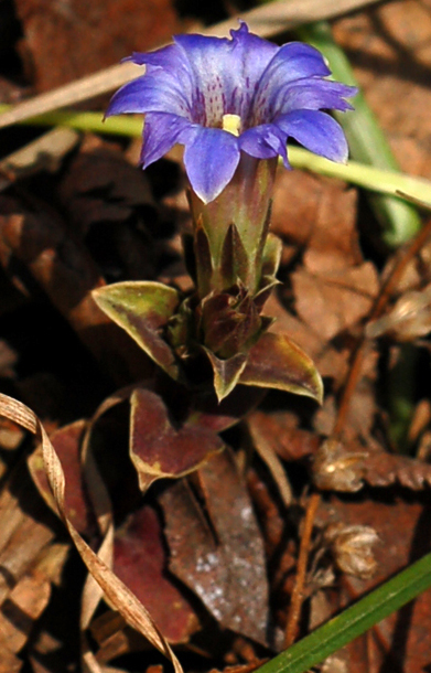 Изображение особи Gentiana zollingeri.