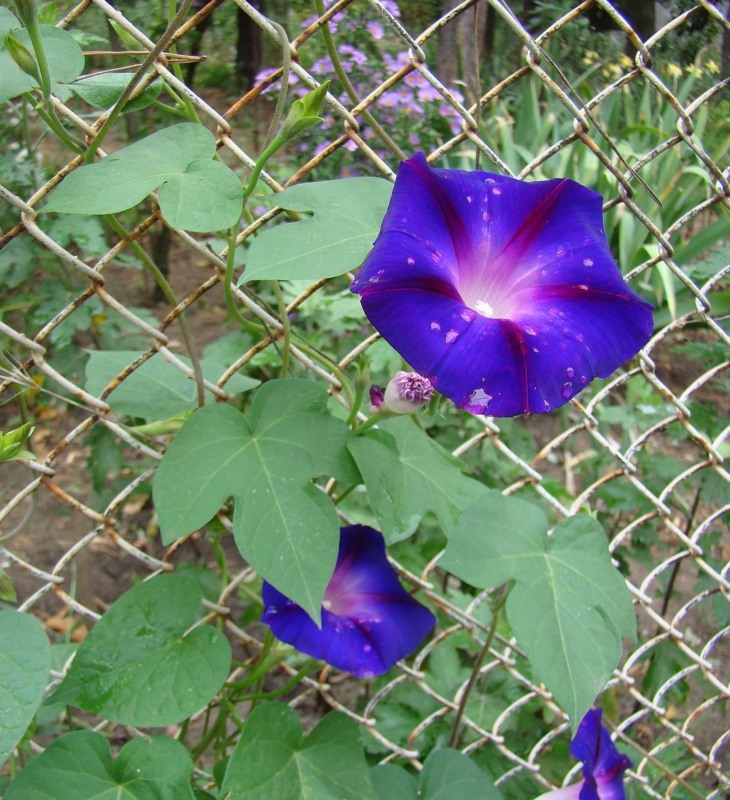 Image of Ipomoea purpurea specimen.
