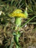 Image of taxon representative. Author is Илья Турбанов