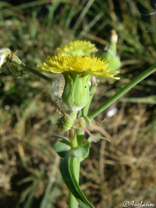 Изображение особи Sonchus oleraceus.