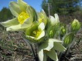 Pulsatilla patens