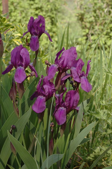 Изображение особи Iris aphylla.