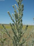 Sedobassia sedoides