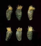 Arctium tomentosum. Семянки. Курская обл., Железногорский р-н, дер. Клишино, ур. Нележ, опушка леса. 1 ноября 2009 г.