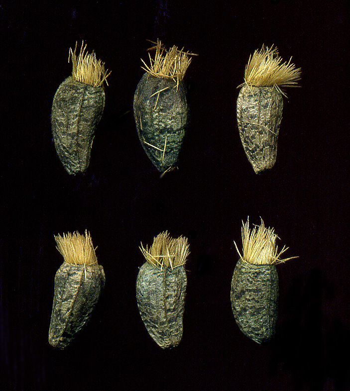 Image of Arctium tomentosum specimen.