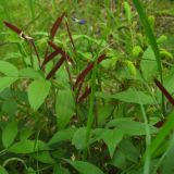 Lathyrus vernus