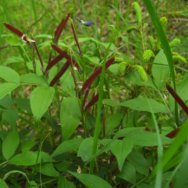 Изображение особи Lathyrus vernus.