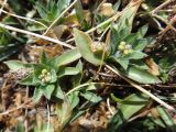 Draba sibirica