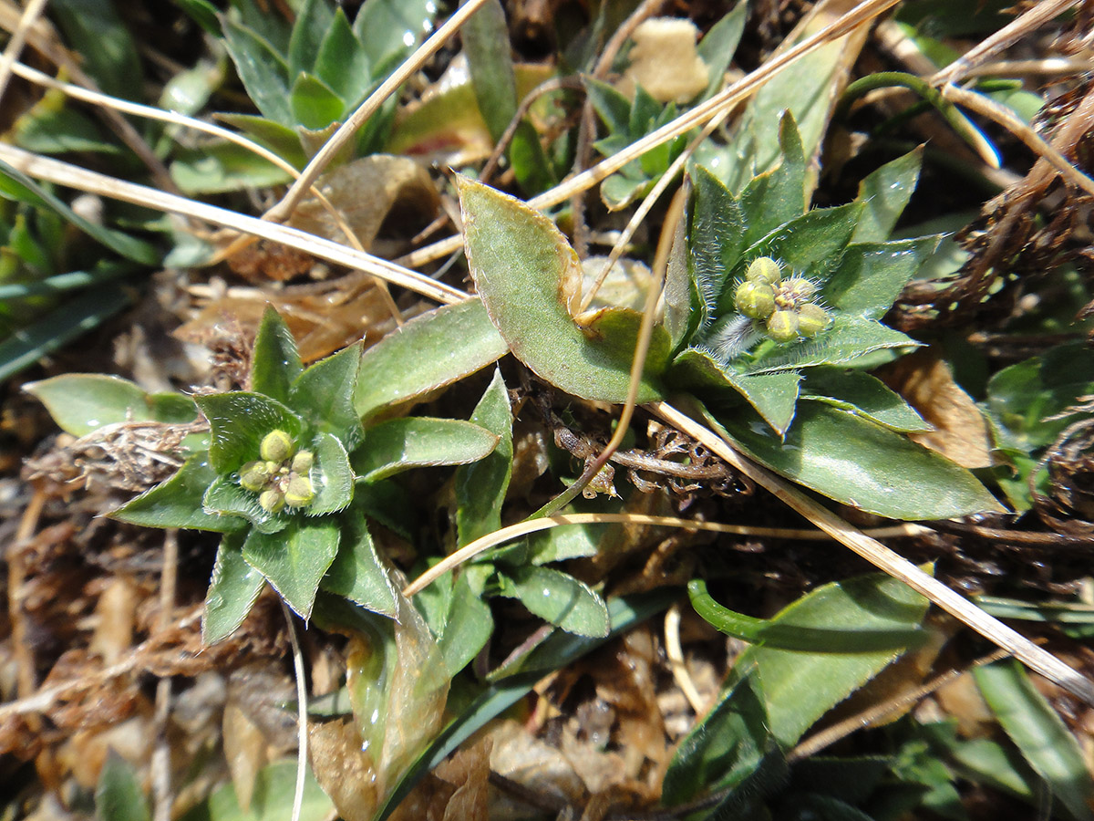 Image of Draba sibirica specimen.