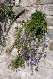 Campanula pyramidalis. Цветущее растение на стене. Черногория, г. Старый Бар, развалины старого города. 12.10.2014.