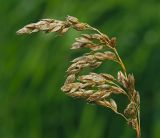 Hierochloe odorata. Созревающее соплодие. Московская обл., Раменский р-н, окр. ж.-д. платформы Хрипань, просека под ЛЭП. 19.06.2015.