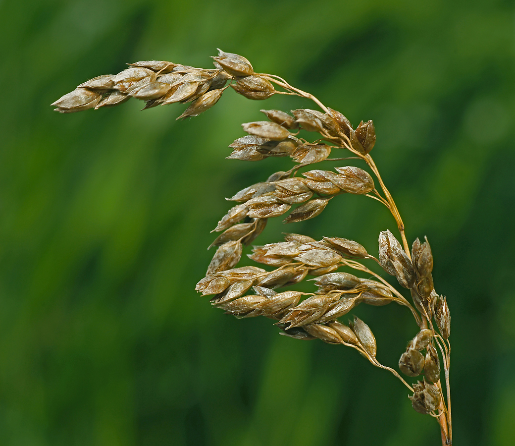 Image of Hierochloe odorata specimen.