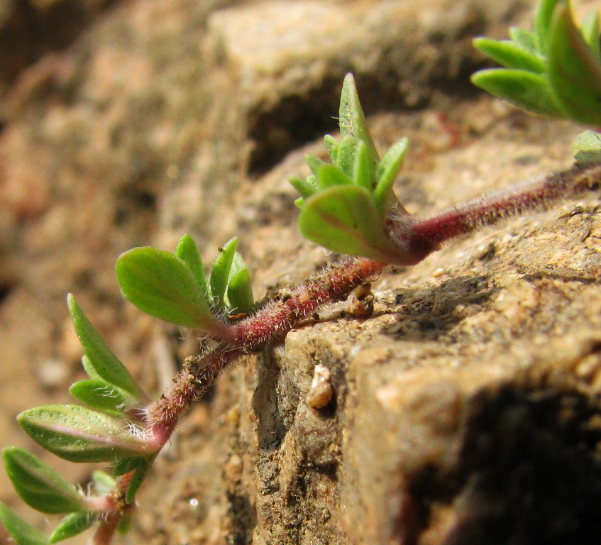 Изображение особи Thymus baicalensis.