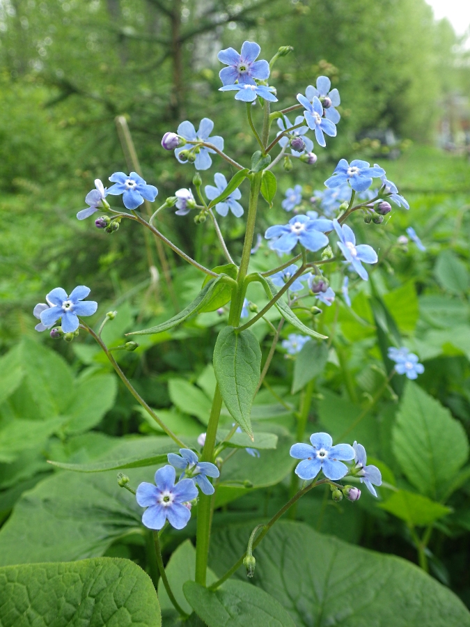 Image of Brunnera sibirica specimen.