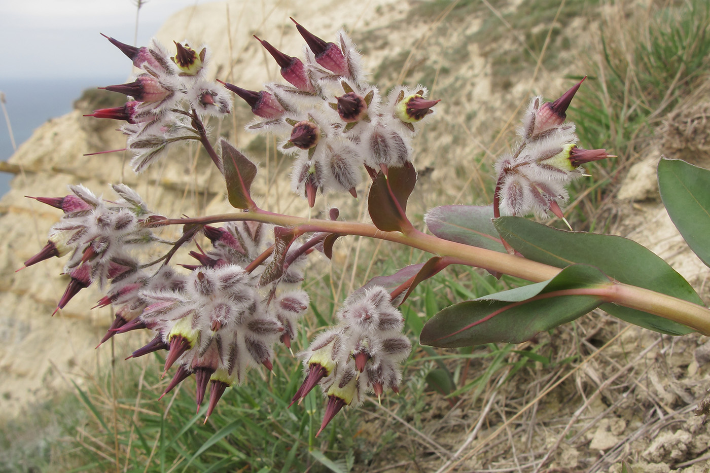 Изображение особи Rindera tetraspis.