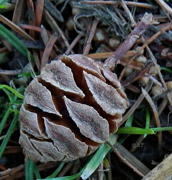 Image of Metasequoia glyptostroboides specimen.