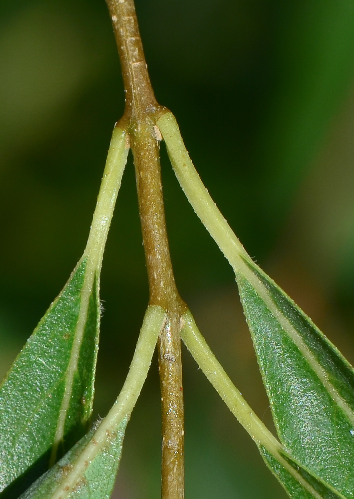 Изображение особи Cordia sinensis.