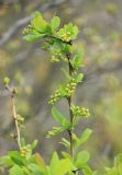 Berberis vulgaris. Веточка с молодой листвой и нераспустившимися соцветиями. Черноморское побережье Кавказа, м/о город-курорт Анапа, окр. пос. Супсех, заросли кустарников. 3 мая 2015 г.