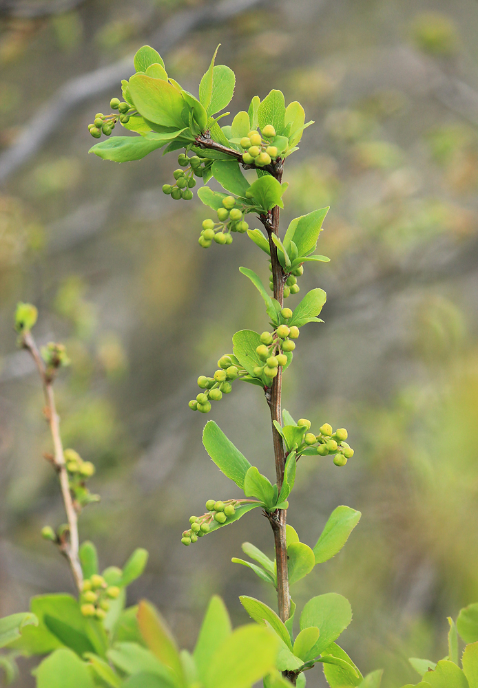 Изображение особи Berberis vulgaris.