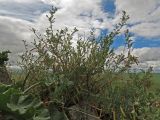 Caragana microphylla