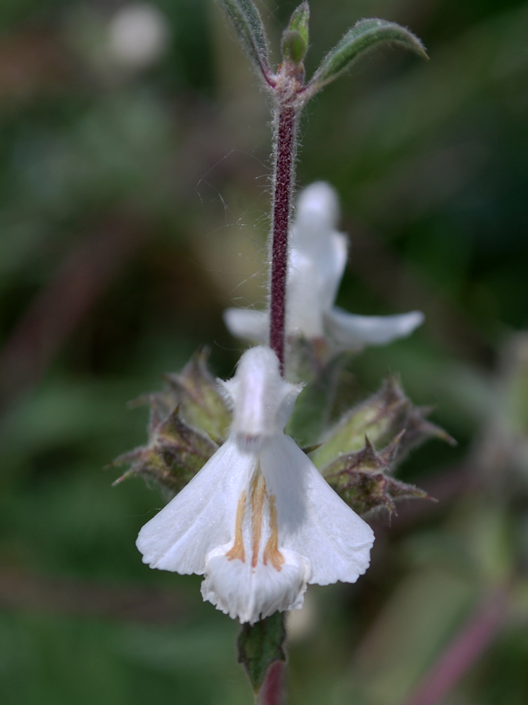 Image of Phlomoides impressa specimen.