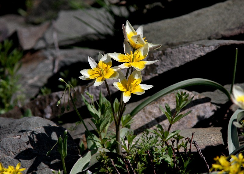 Изображение особи Tulipa orthopoda.