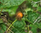 Passiflora foetida. Часть побега со зрелым плодом. Таиланд, остров Тао, у дороги. 28.06.2013.