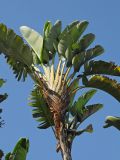 Strelitzia nicolai. Верхушка цветущего растения. США, Калифорния, Санта-Барбара, в городском озеленении. 18.02.2014.