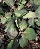 Bergenia purpurascens