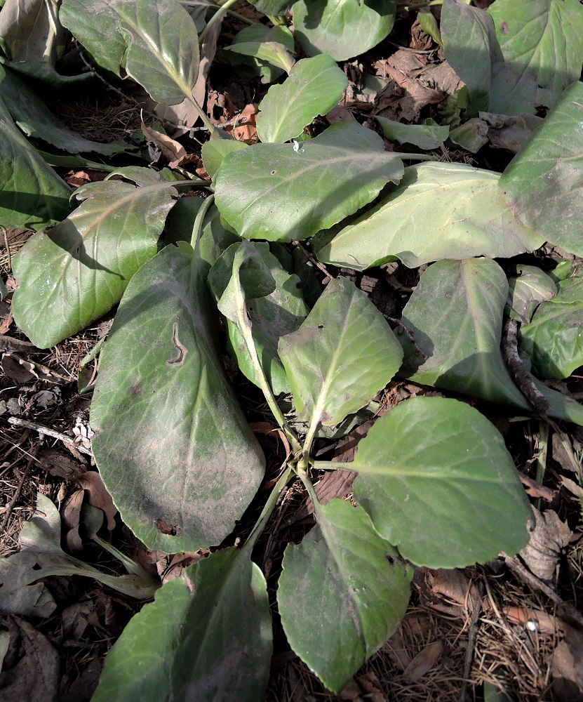 Image of Bergenia purpurascens specimen.