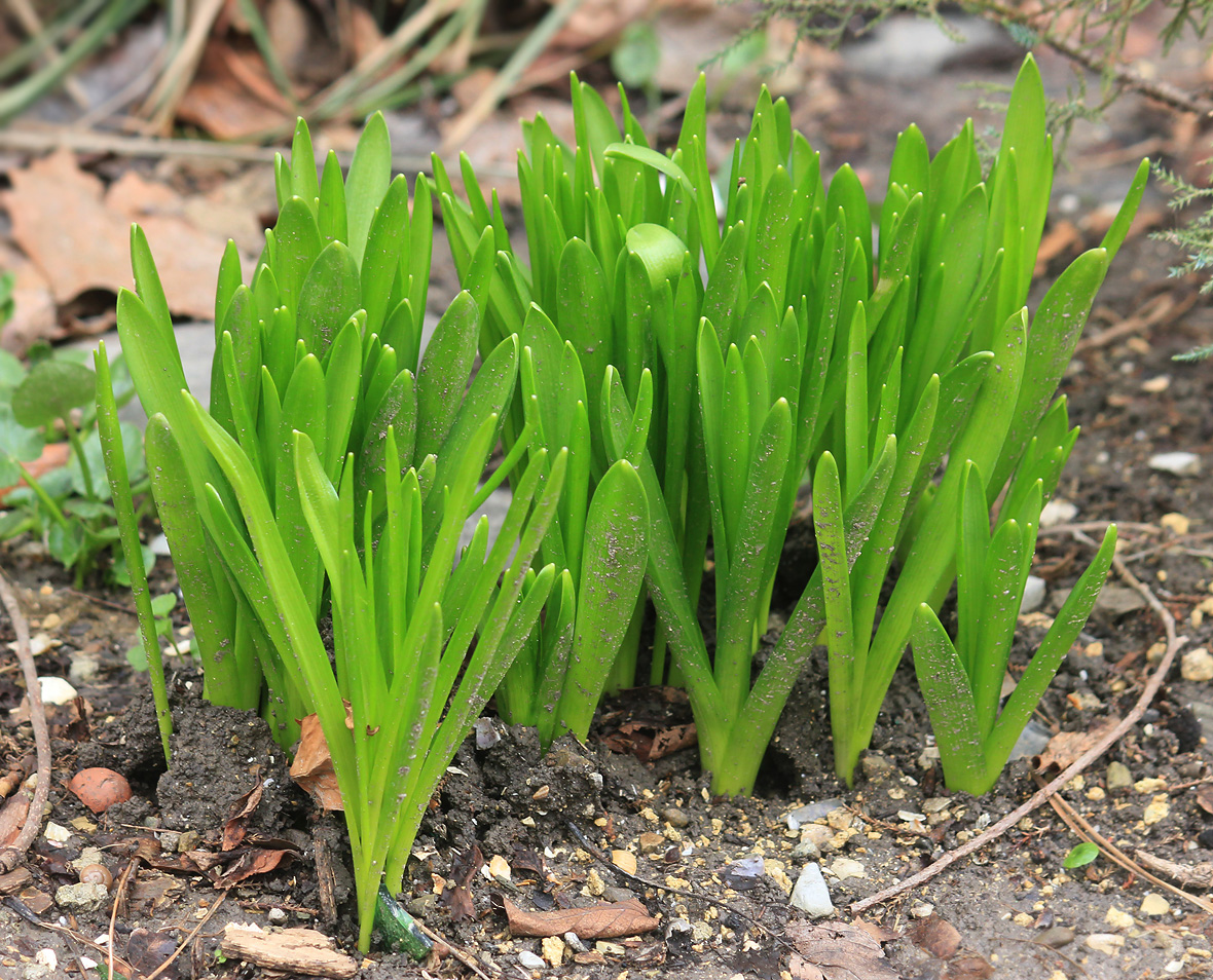 Изображение особи Hyacinthus orientalis.