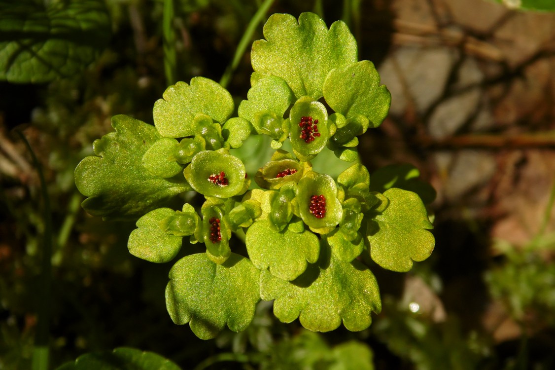 Image of Chrysosplenium alternifolium specimen.